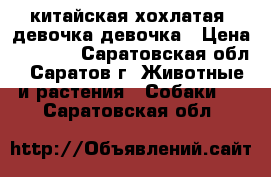 китайская хохлатая  девочка девочка › Цена ­ 7 000 - Саратовская обл., Саратов г. Животные и растения » Собаки   . Саратовская обл.